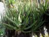 Aloe succotrina 2 - Orto otanico di Napoli.jpg